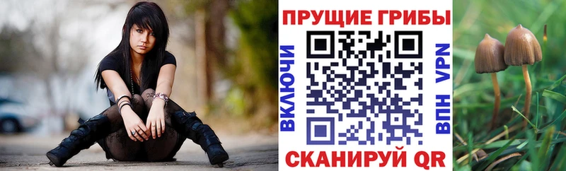 Галлюциногенные грибы Psilocybine cubensis  дарнет шоп  Курган 